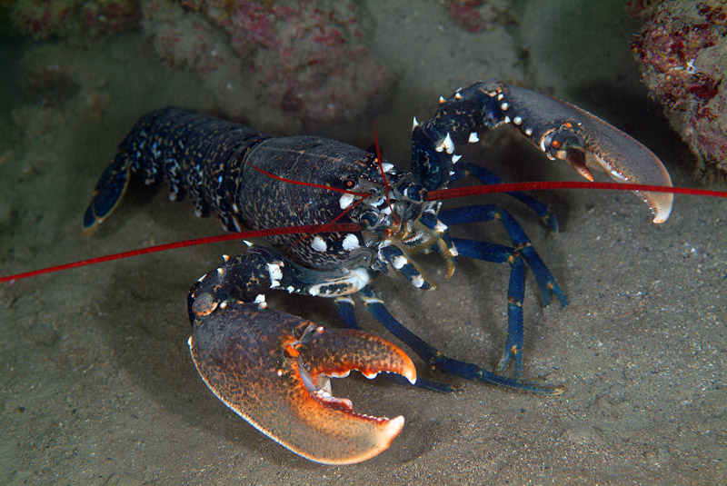 Homarus gammarus